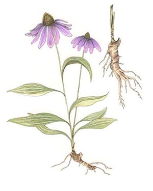 disegno della pianta di Echinacea, radice compresa