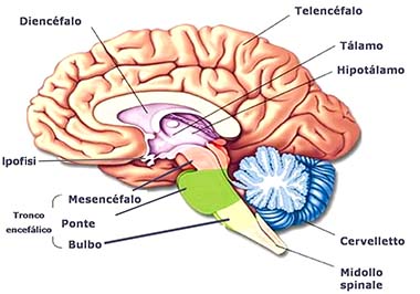 figura del cervello con indicate le parti come l'ipofisi e il Diencefalo