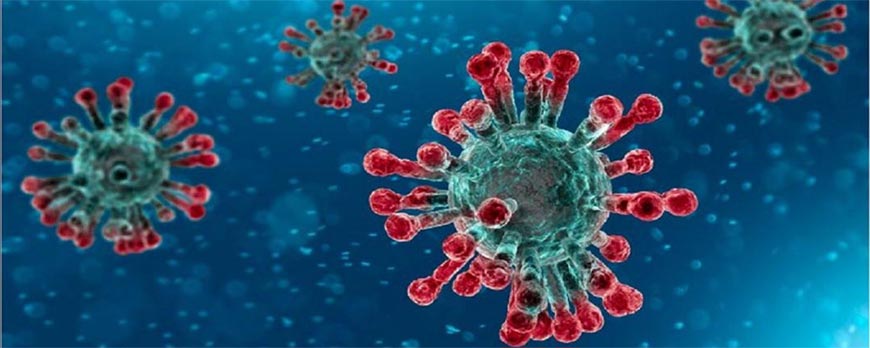 Coronavirus: 4 virus su sfondo azzurro che sono raffigurati da delle sfere verdastre con delle pretuberanze come aculei rossastri