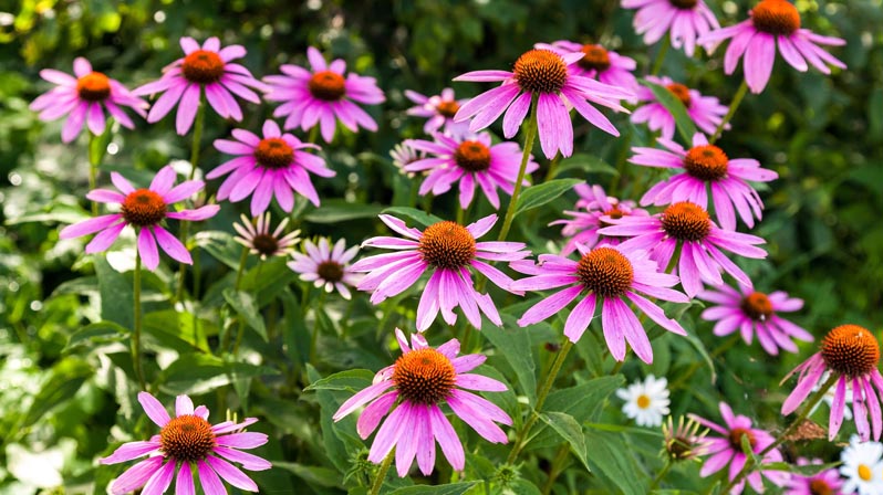 Fiori di echinacea con petali rosa e corolla arancione
